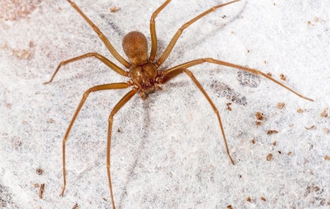 How To Identify And Get Rid Of Brown Recluse Spiders In Your ...