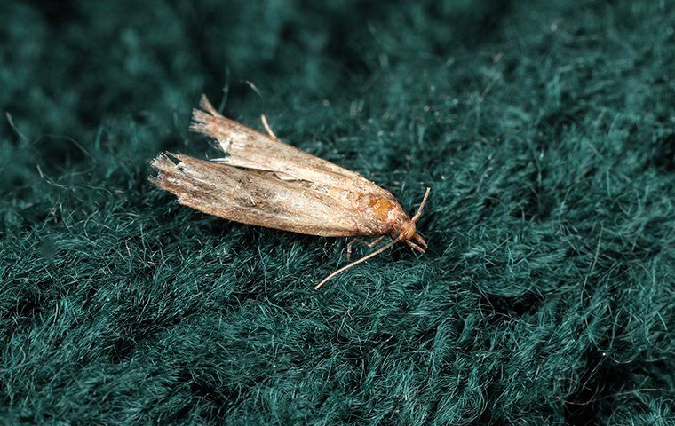 Defending Your Wardrobe: The Battle Against Clothing Moths In ...